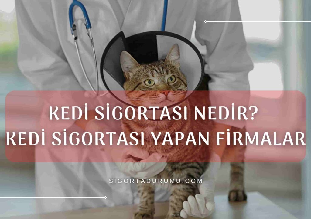 Kedi Sigortası Nedir? Kedi Sigortası Yapan Firmalar